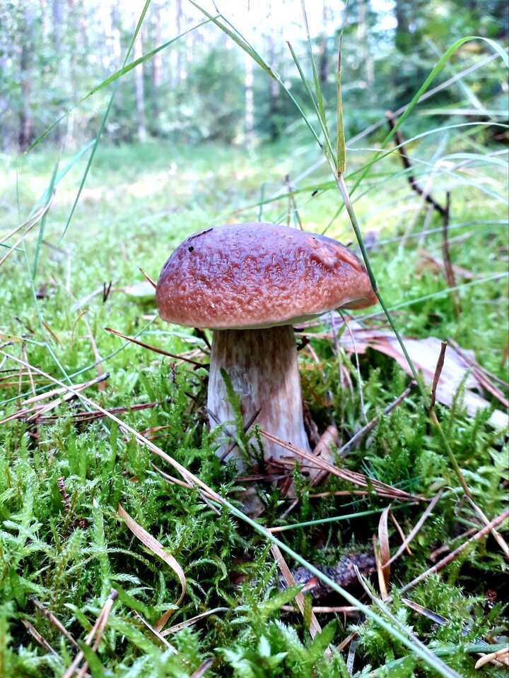 20220925_123000.jpg - Skorpion750