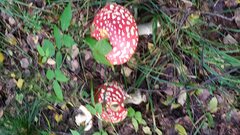 IMG-20220928-WA0006.jpeg