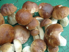S1057007.JPG