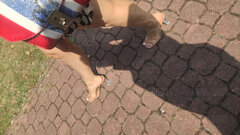 Kimi i Dodo