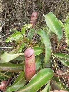 Nepenthes.jpg