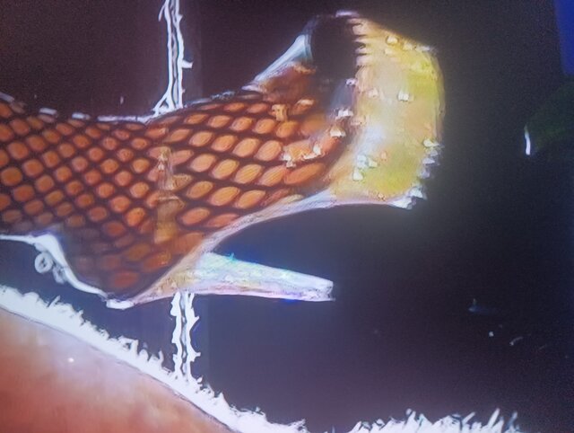 Modelka82ion