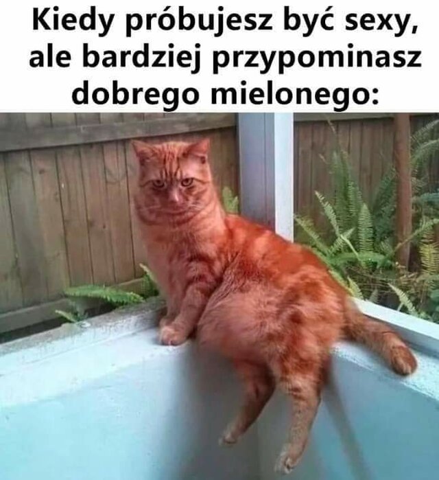 Misiaczki9081