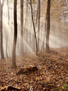 Fog