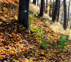 IMG_4224.JPG