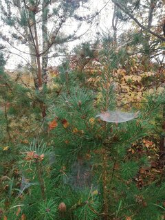 IMG_20221023_101603.jpg