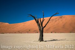 United Colors of Milfuria