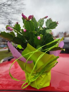 IMG_20221117_131907.jpg