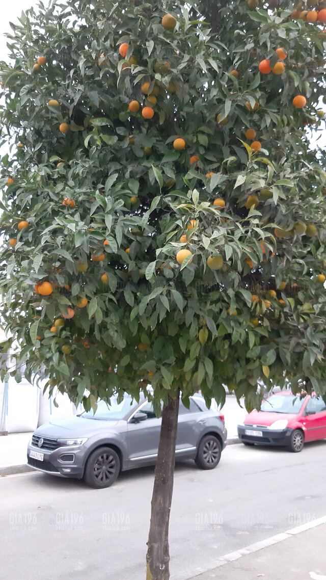 GiA196