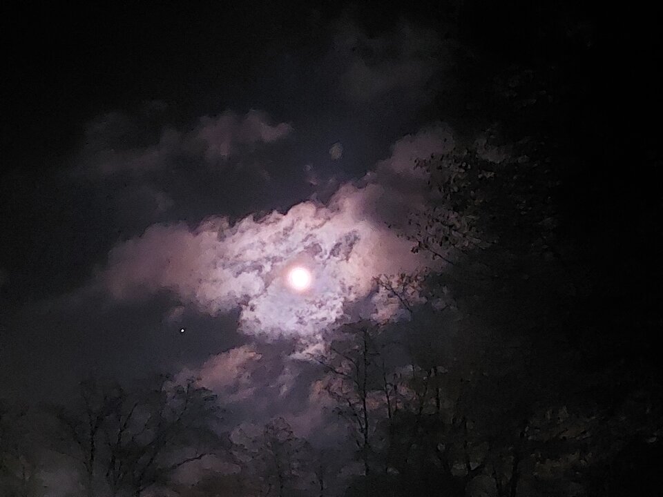 Moonshine.jpg - Acani