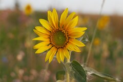 DSC00592.jpg