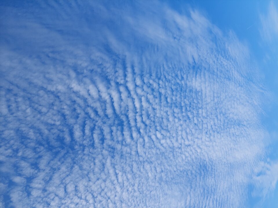 1000000592.jpg - gollden
