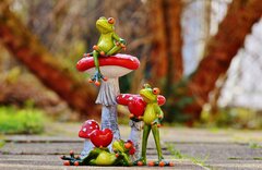 frogs-g761dc3221_1920.jpg