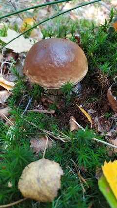 IMG_20221014_112448_1.jpg