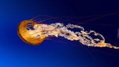 239321_meduza_woda.jpg