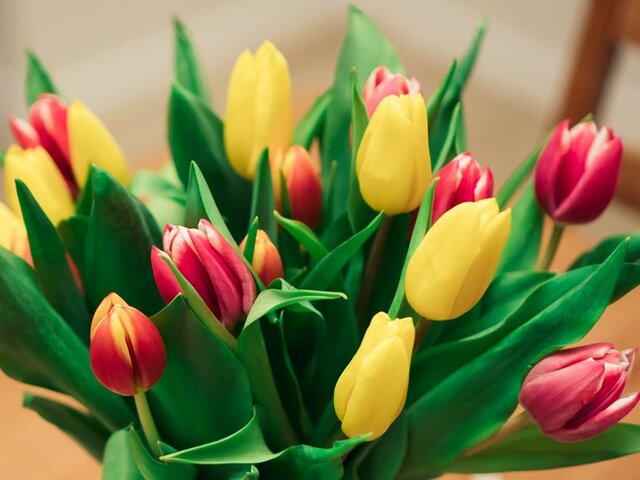 Tulipany.jpg - DeeJablo