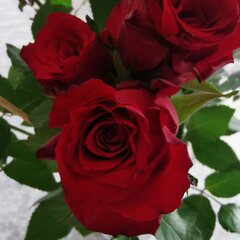 Najlepszego Kobietki 🌹🍾🥂
