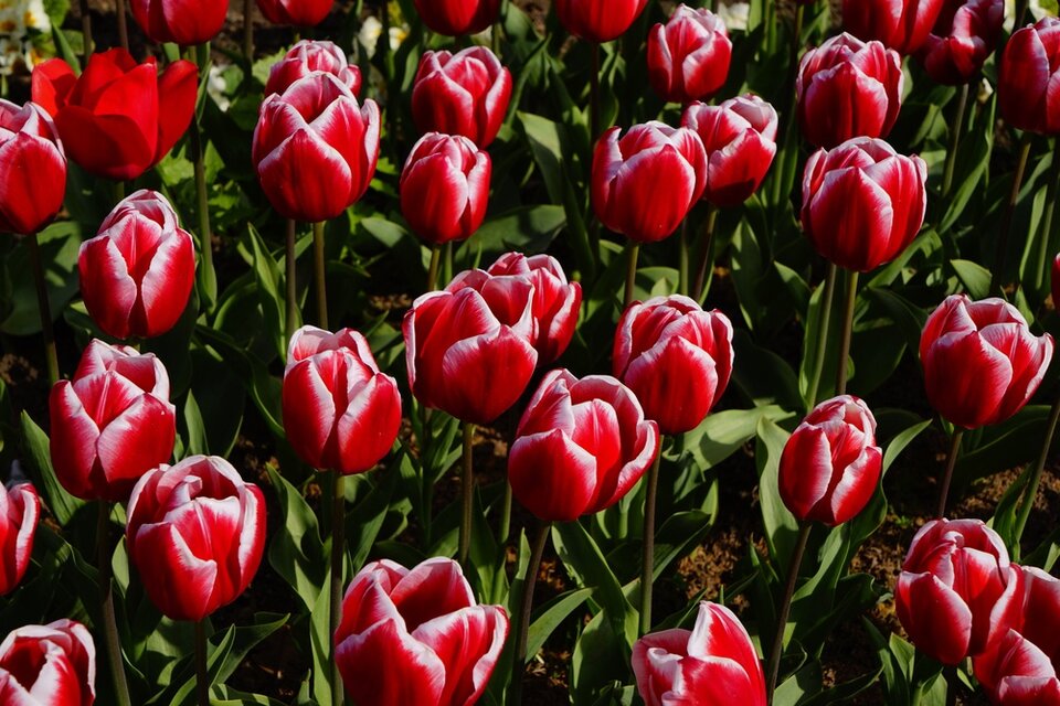 Tulipany - 69Anka