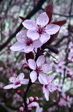 IMG_5298.jpeg