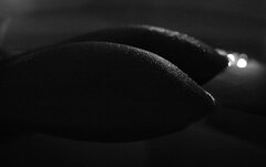 IMG_1335.JPG