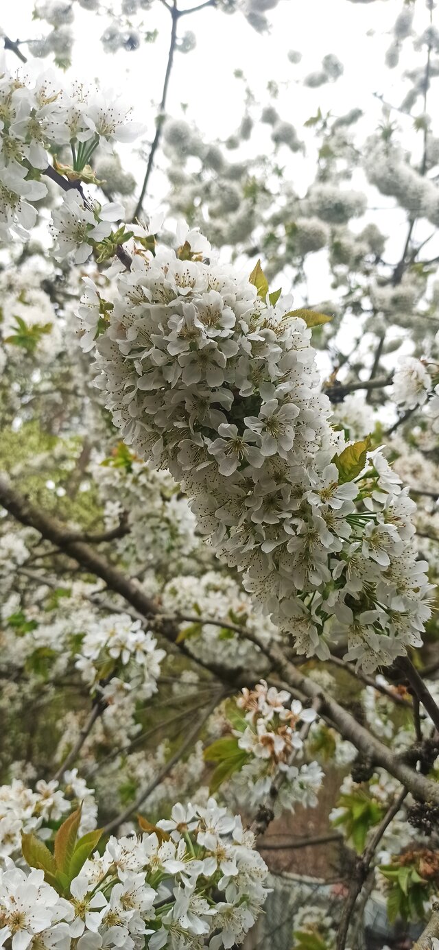 Olek_51