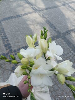 IMG_20230427_104003.jpg