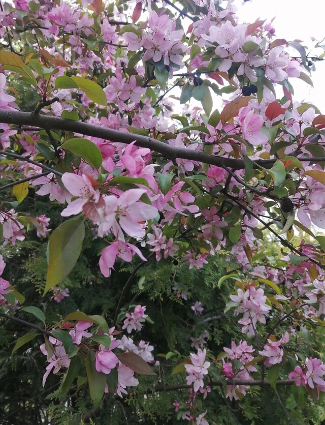 Syzyf81