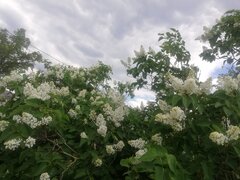 IMG_20230513_140633.jpg
