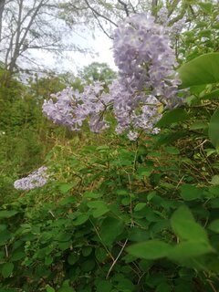 IMG_20230514_185335.jpg