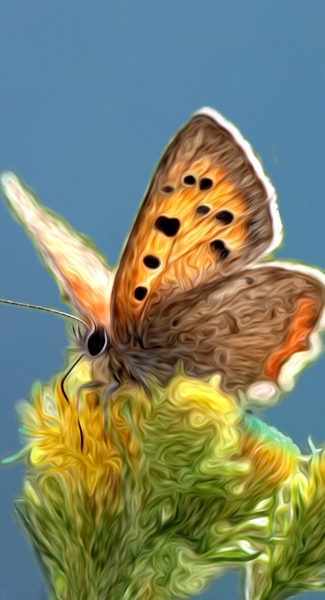 butterflies2