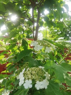 IMG_20230529_180102.jpg