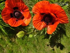 IMG_20230604_154550.jpg