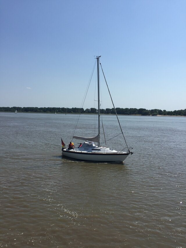 falcons