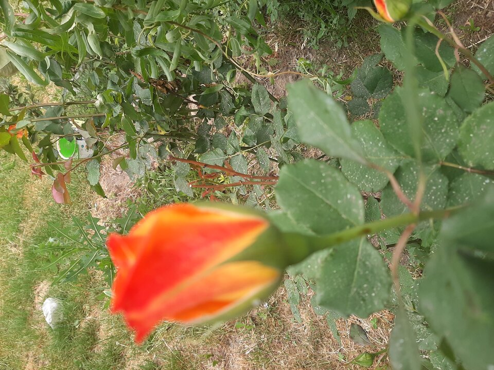 20230613_175726.jpg - Krzyszto1234