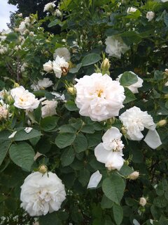 IMG_20230610_095341355.jpg
