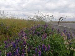 IMG_20230618_124545.jpg