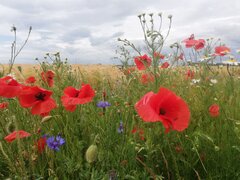 IMG_20230618_124323.jpg