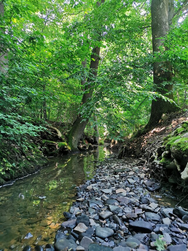 ZwierzGorski