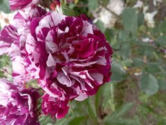 IMG_20230629_145531.jpg