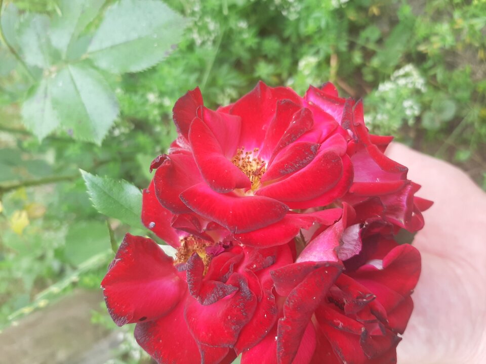 20230630_142629.jpg - Krzyszto1234