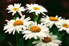 flowers-g828986c9a_1920.jpg
