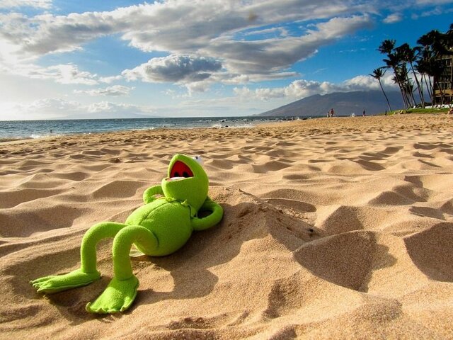 IMG_2828.jpeg - PiggyiKermit