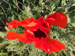 IMG_20230530_194221395.jpg