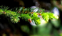 IMG_3068.jpg