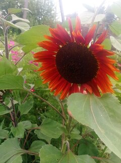 IMG_20230727_145331.jpg