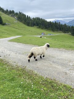 IMG_2919.jpeg