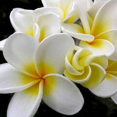 Plumeria_FO34_Main.jpg
