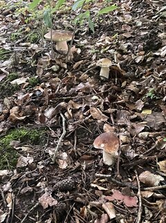IMG_8707.jpeg