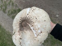 IMG_9011.jpeg