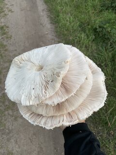 IMG_9009.jpeg